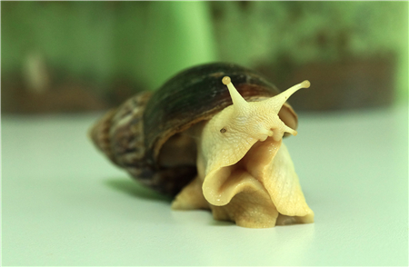 腹足类模式贝-非洲大蜗牛